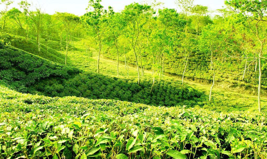 Tea garden in sylhet