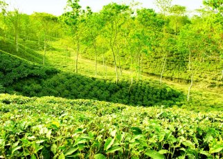Tea garden in sylhet