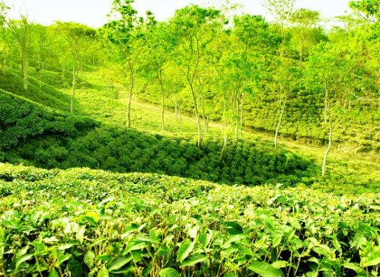 Tea garden in sylhet