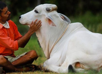 cow