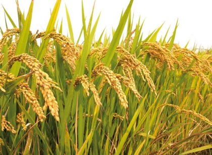 rice-plant