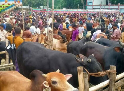 cow-qurbani-gorur-hat