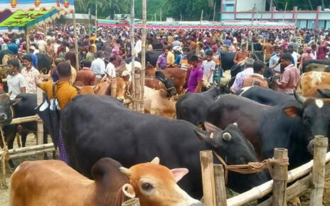 cow-qurbani-gorur-hat