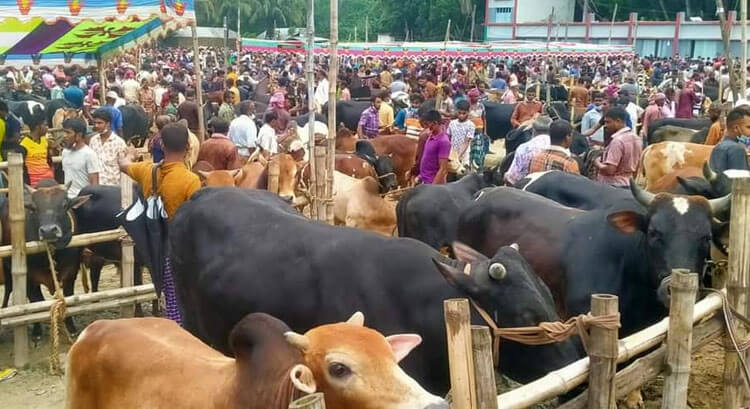 cow-qurbani-gorur-hat